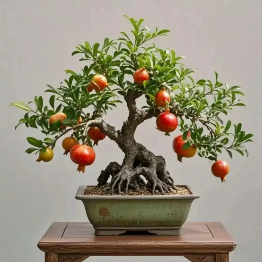 石榴绿植观赏丛林种植
