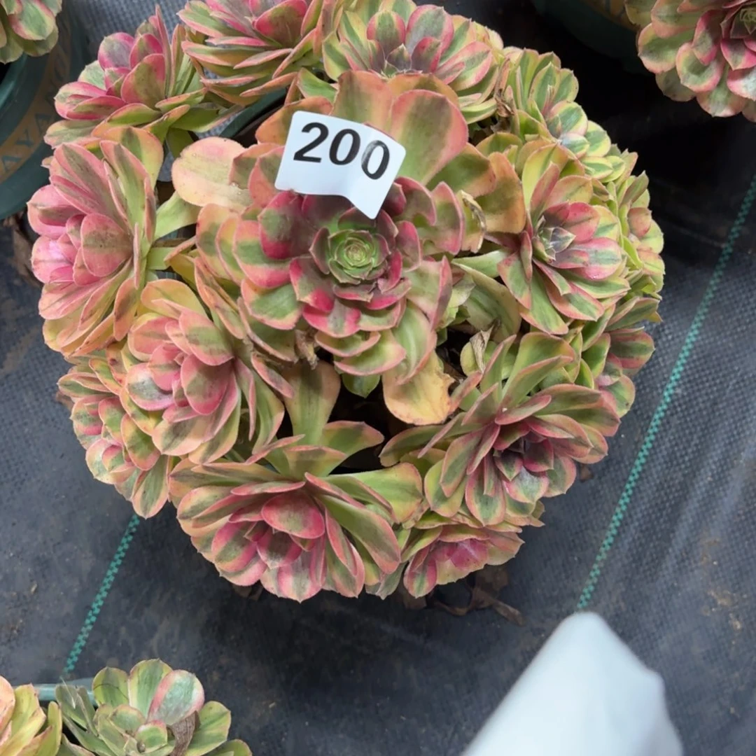 雨河多肉植物老庄200