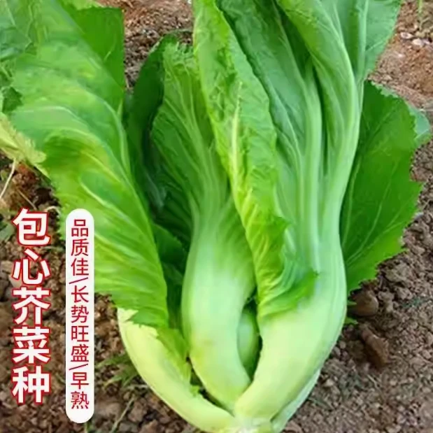 【全店满5包包邮】包心芥菜种籽菜子青酸家肉田菜蔬种园菜