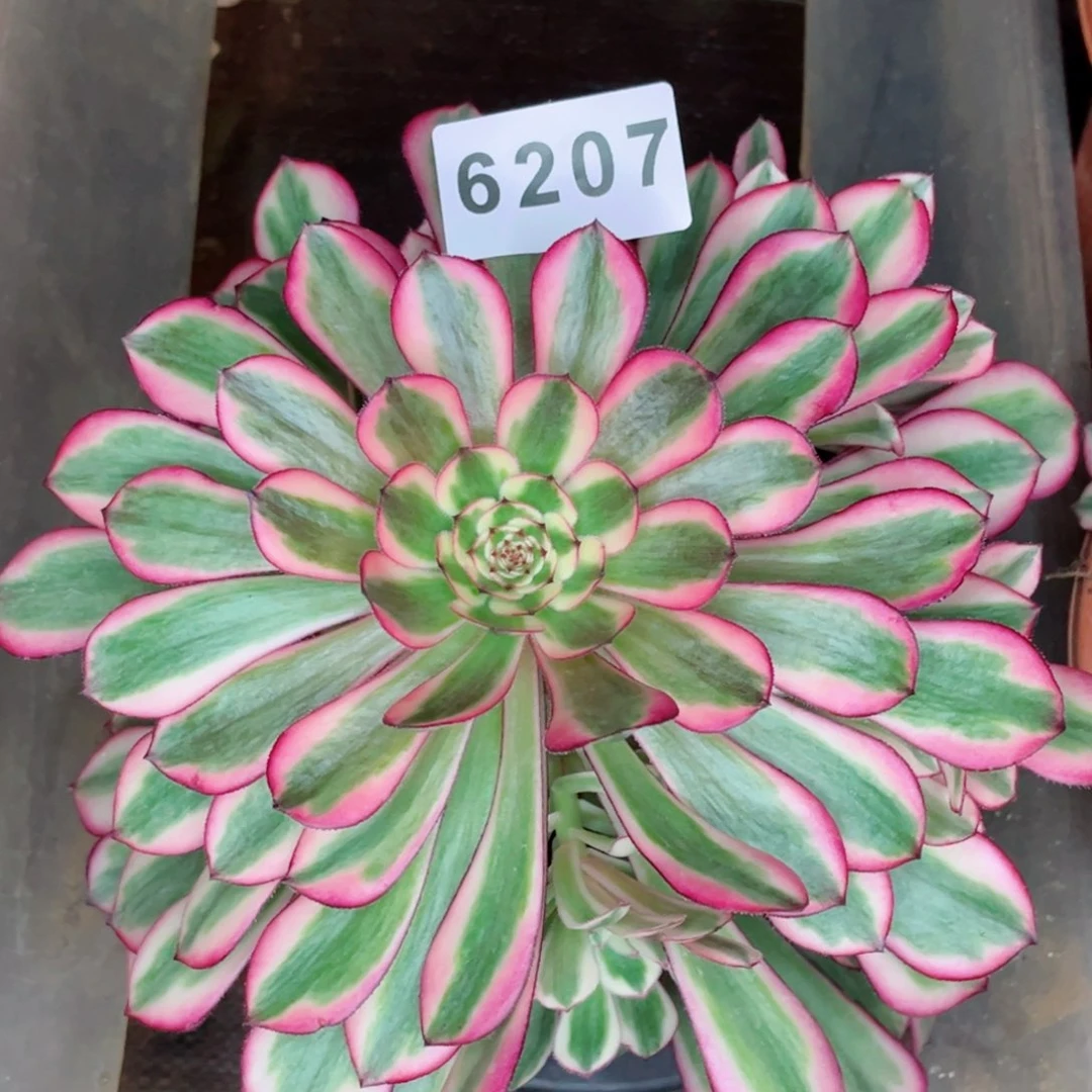 墨*白月光多肉发货