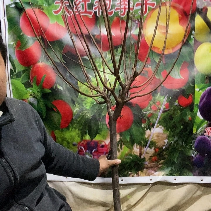 李子树树大树苗子