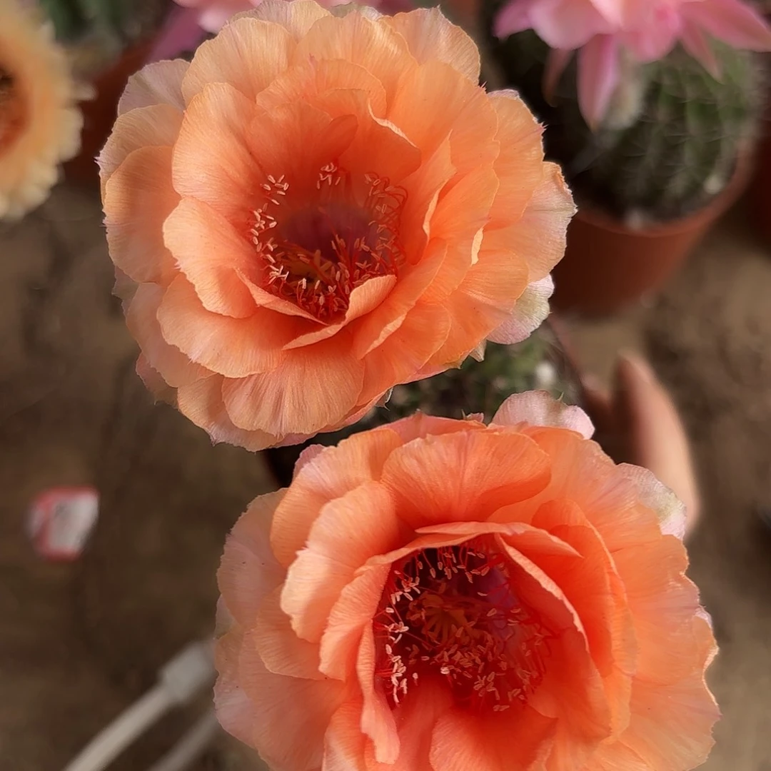 彩草001号6-7公分左右有干皮