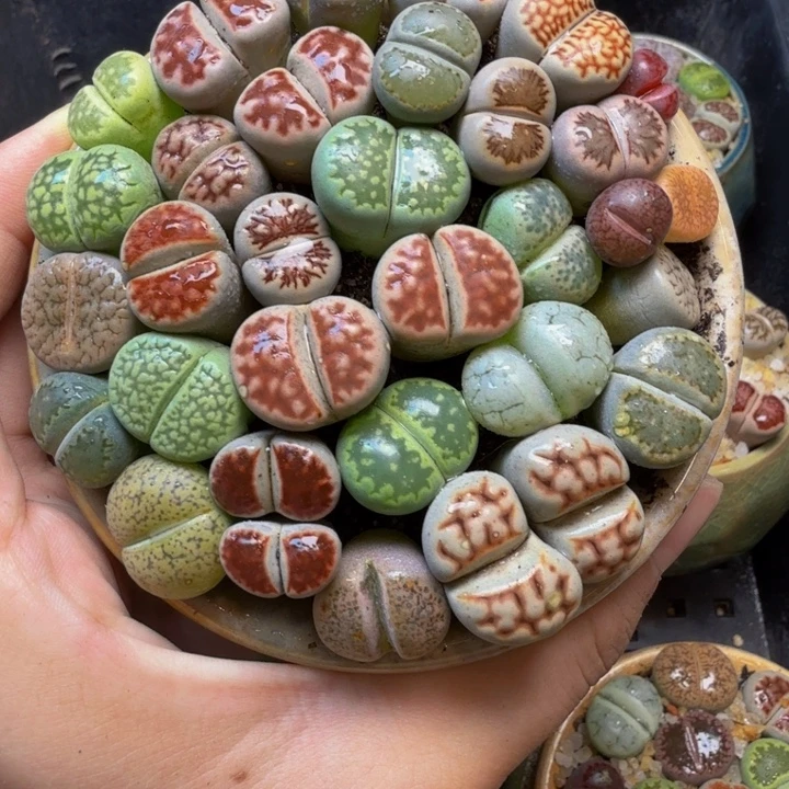 多肉植物的生长发育
