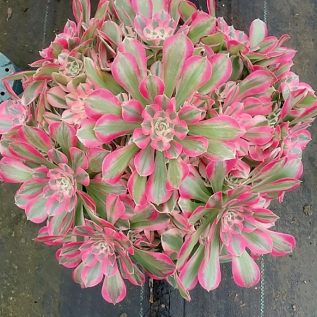 【闪购商品】法师好看也好养女郎