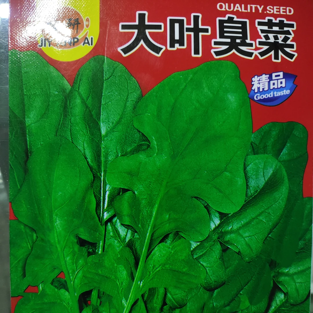 大叶臭菜种子生长快