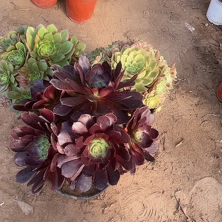 613多肉植物组合，
