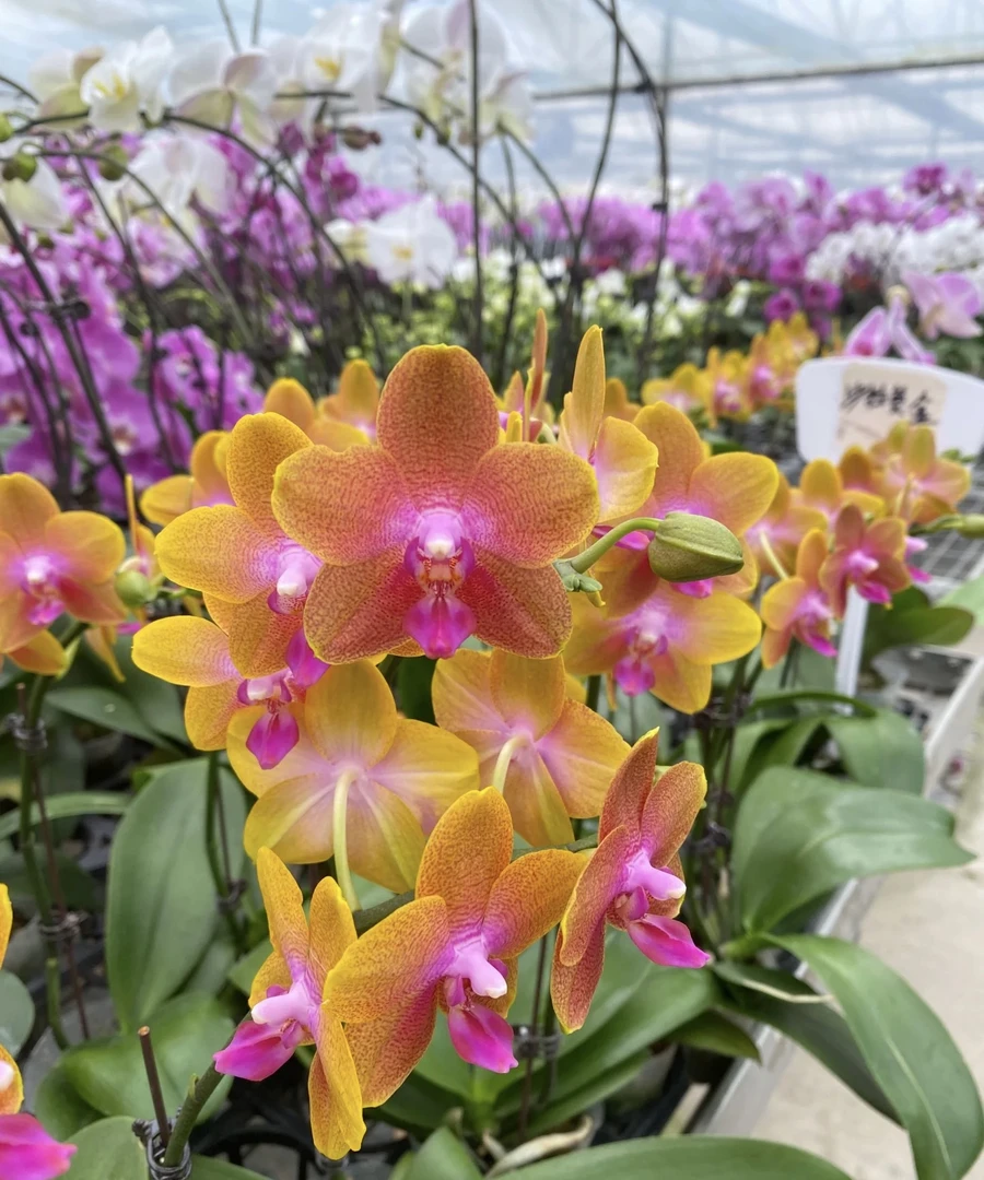 （沙拉黄金）蝴蝶兰带浓香型2.8寸杯带花剑