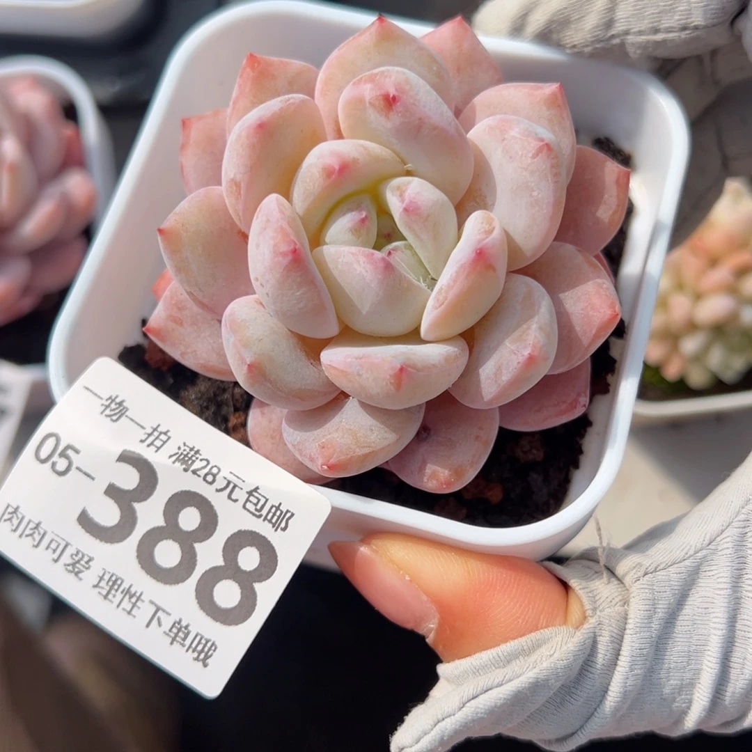 橙梦露多肉多肉多肉