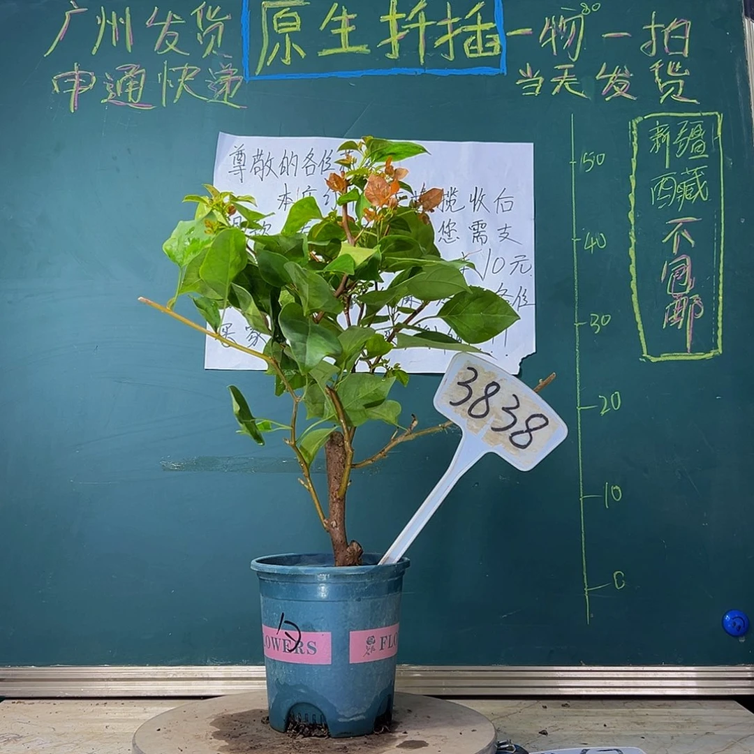 当前无花栽培后可以开花 暗斑夕阳红 粗杆 3838