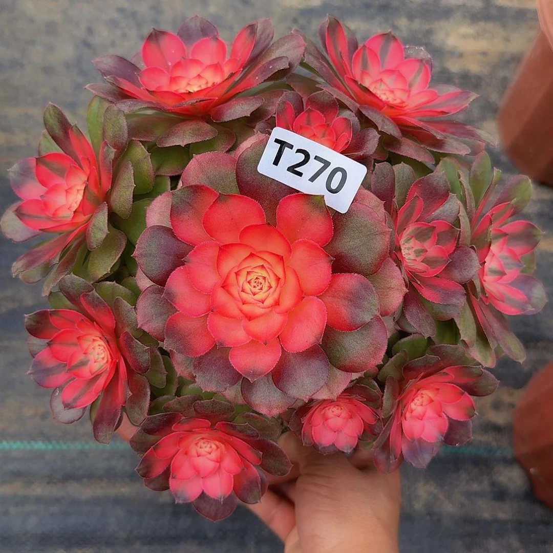 270荔枝444冠服22.3左右