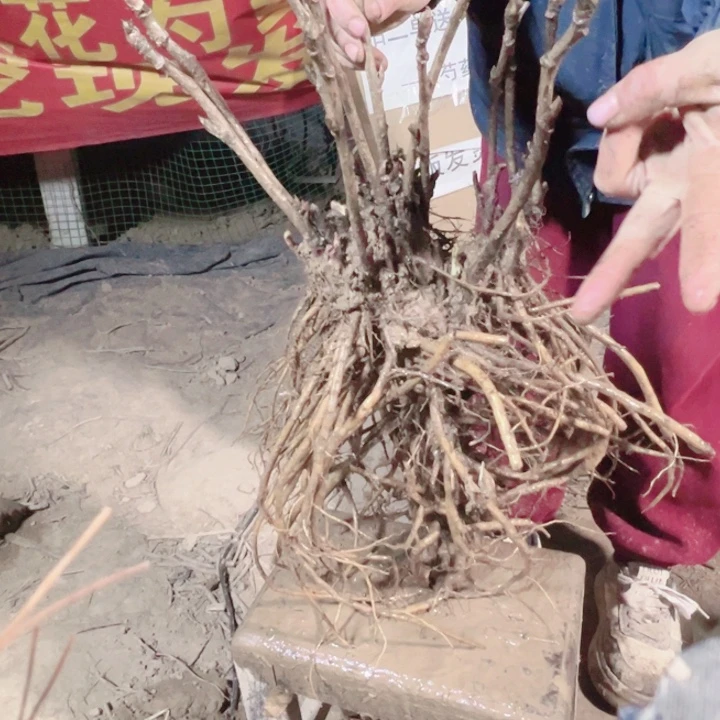 当前无花栽培后可以开花赵粉