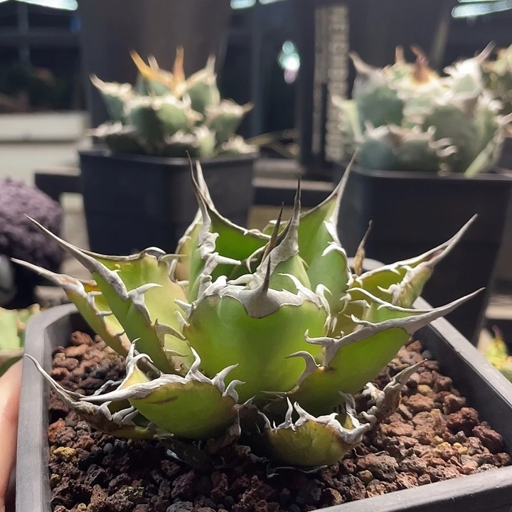 太阳神8888888888888