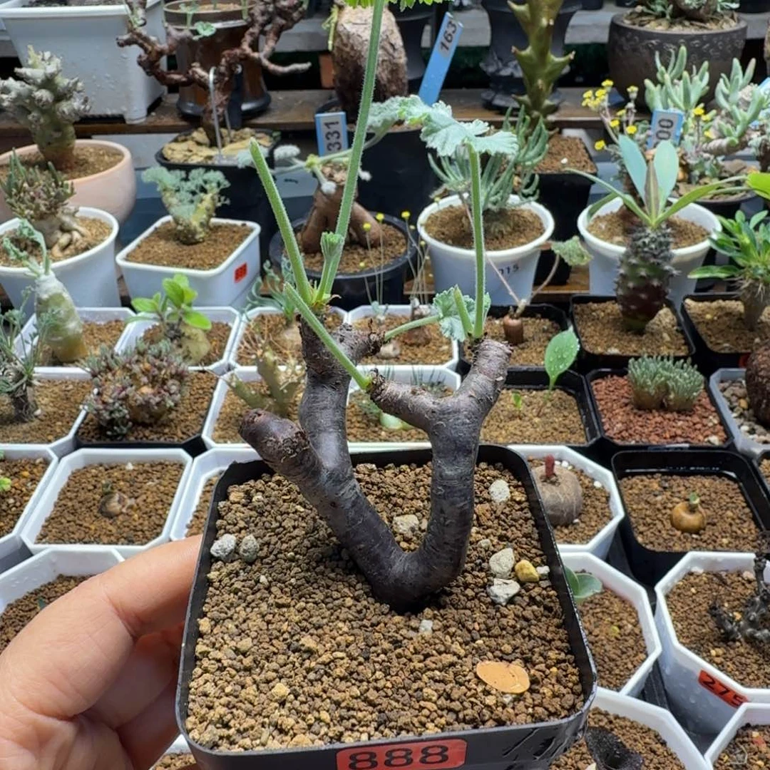 枝干洋葵888 仙人球