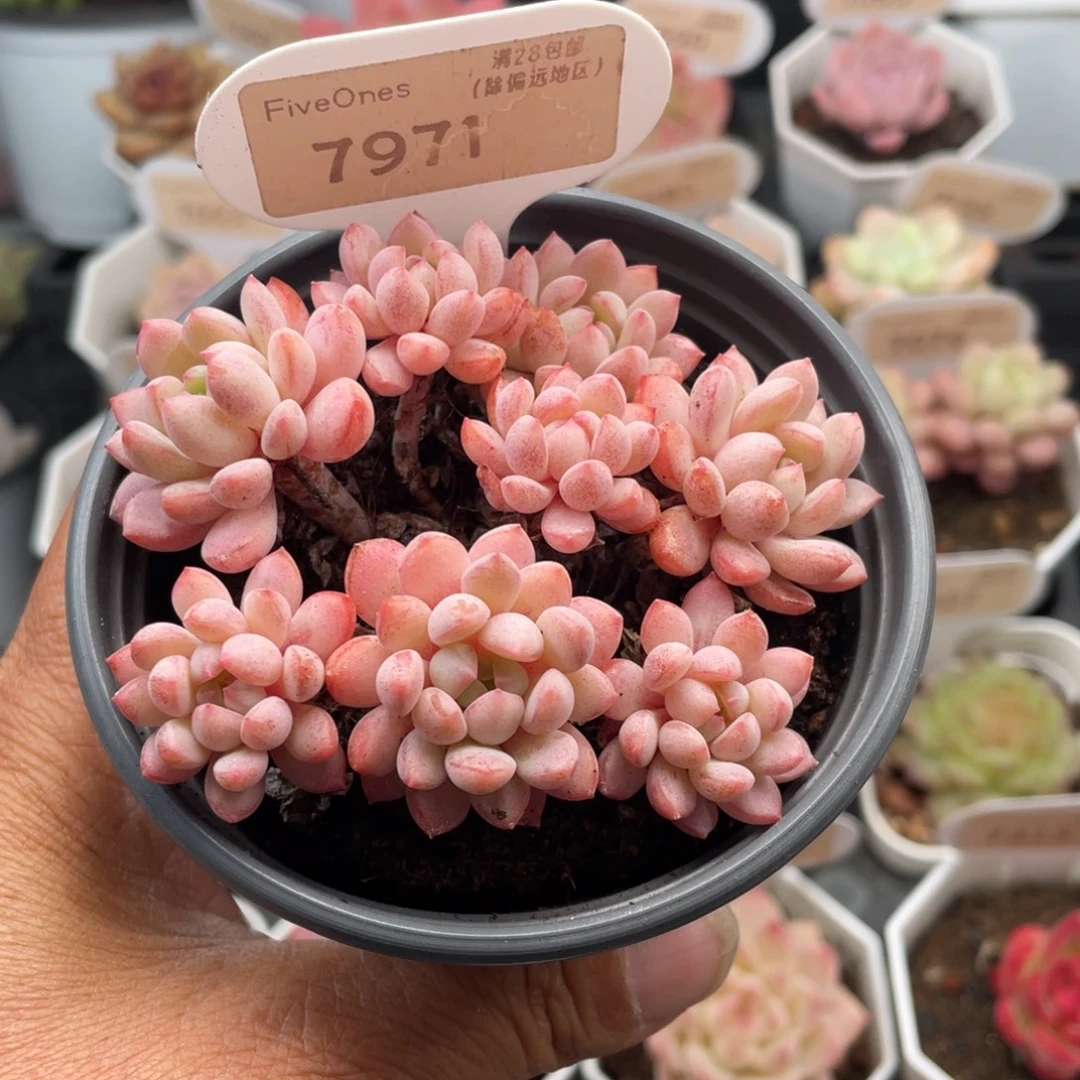 小红蛋7971-8.0厘米