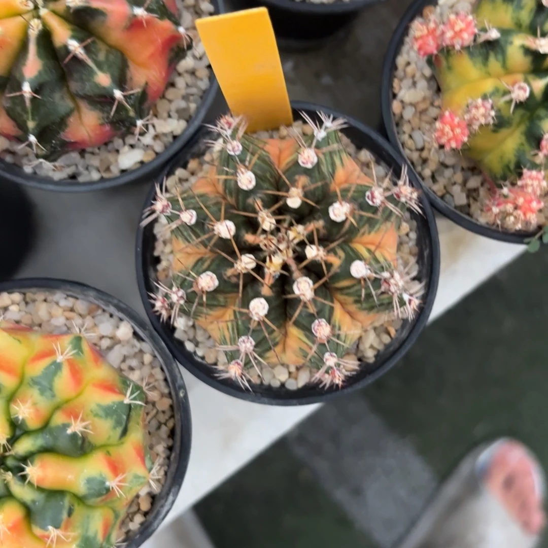 L544-1210泰国发货 樱桃小丸子