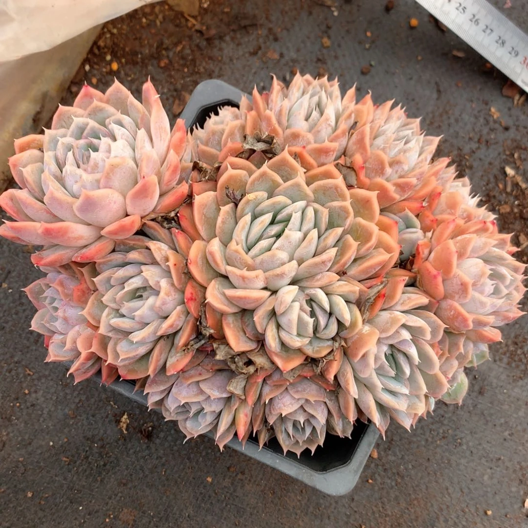 5367瑕疵不售后特价