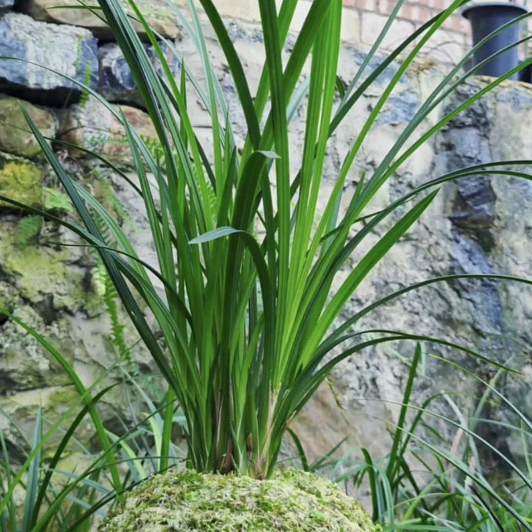 绿兰香花绿兰专拍老桩兰花草牵牛花石楠花绿植植物园玻璃心兰一三