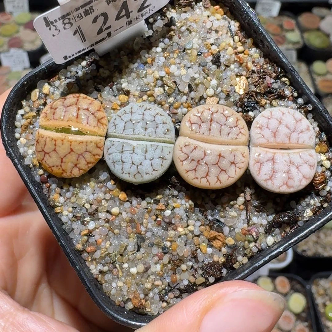 老板便宜清货了1242