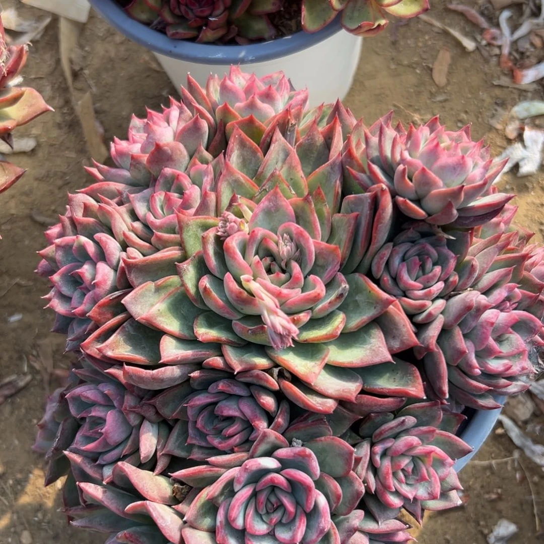 多肉植物富洛瑞安娜