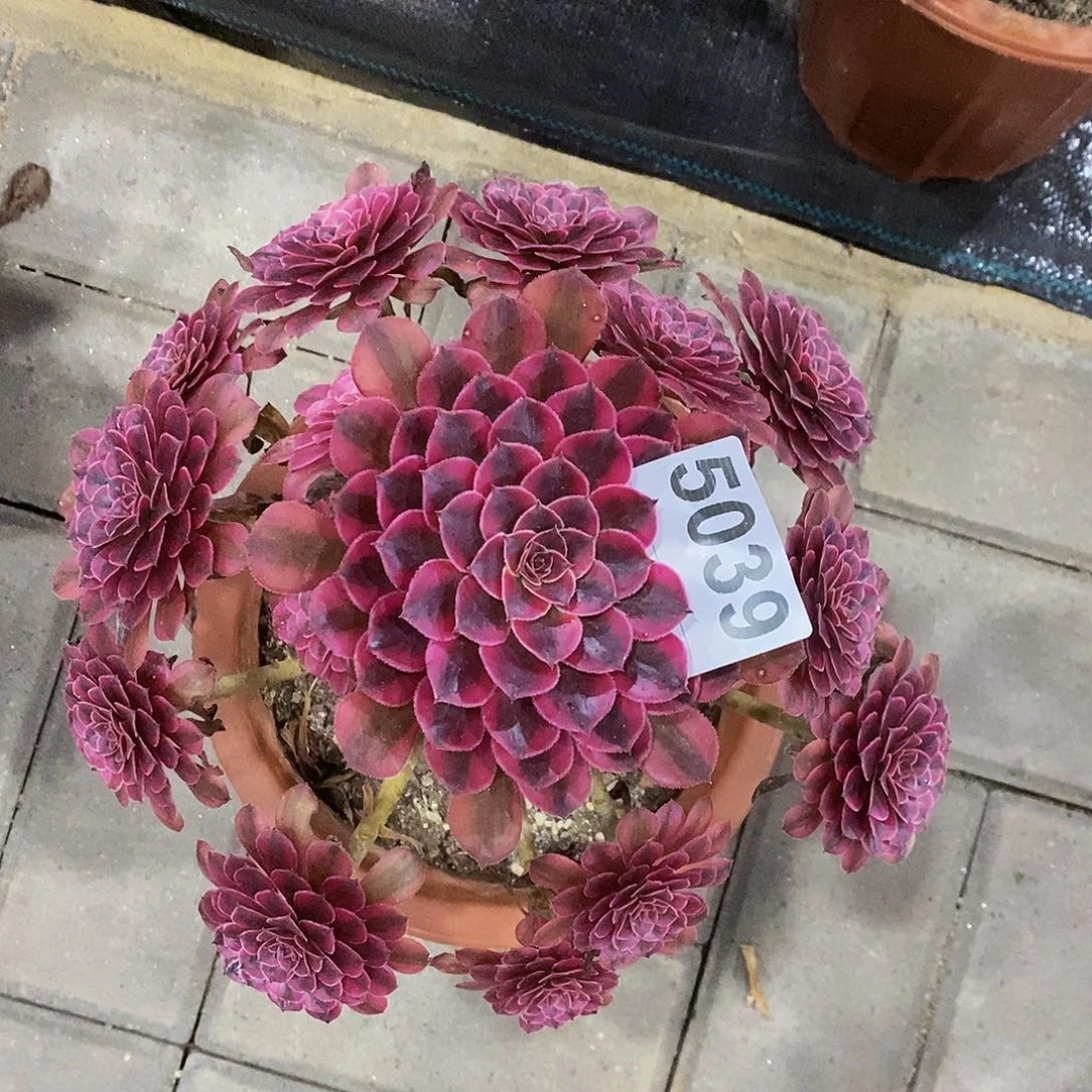 5039黑铜白55555555