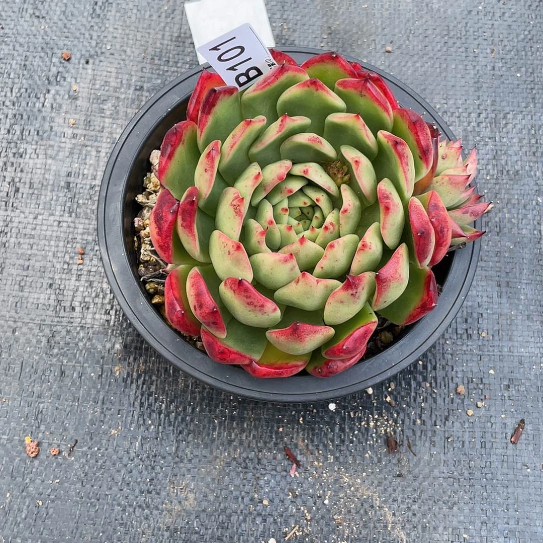 若如东云单拍B101