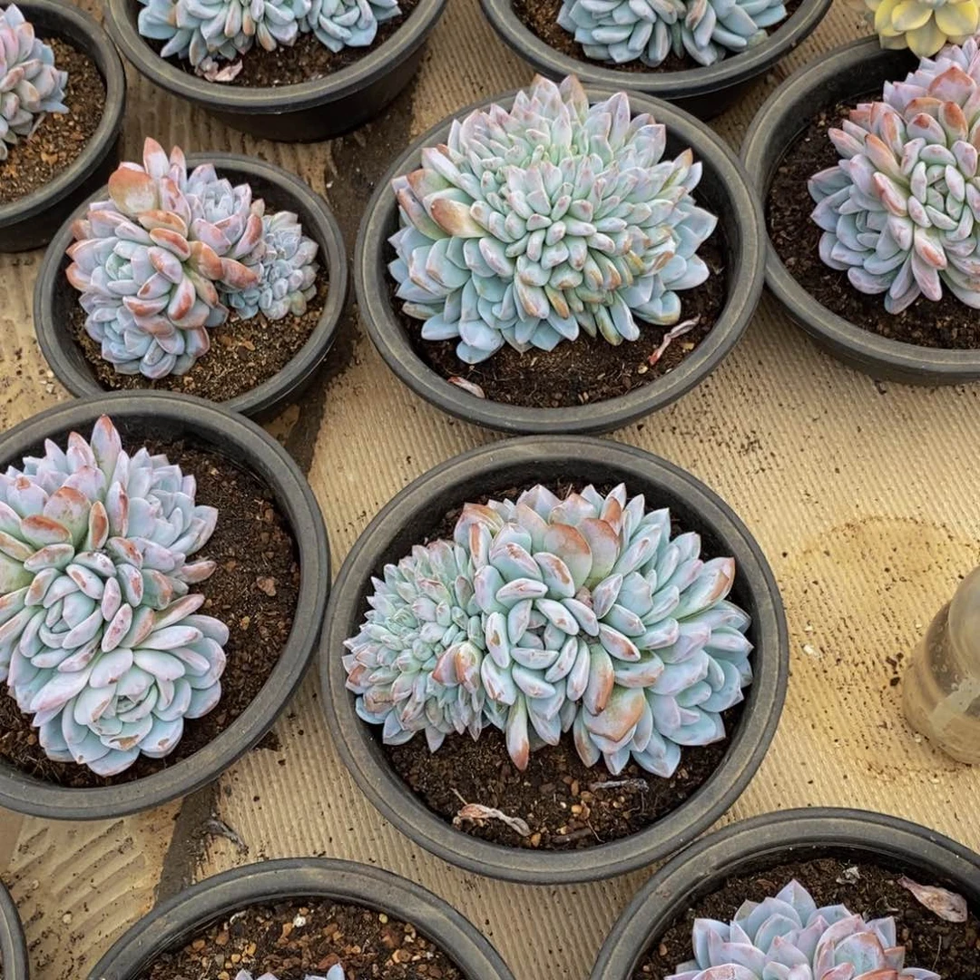 明***润48包邮一物一拍多肉植物