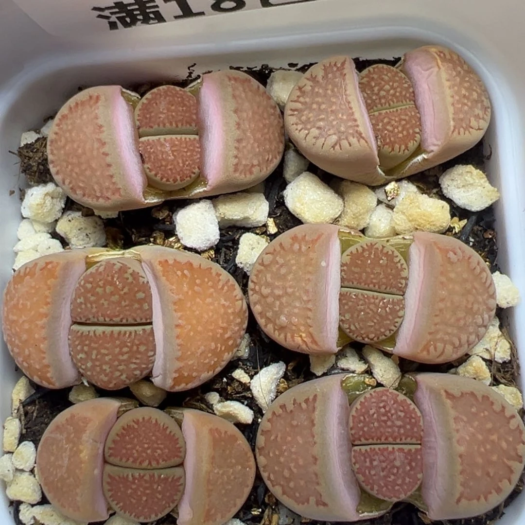 【闪购商品】908……