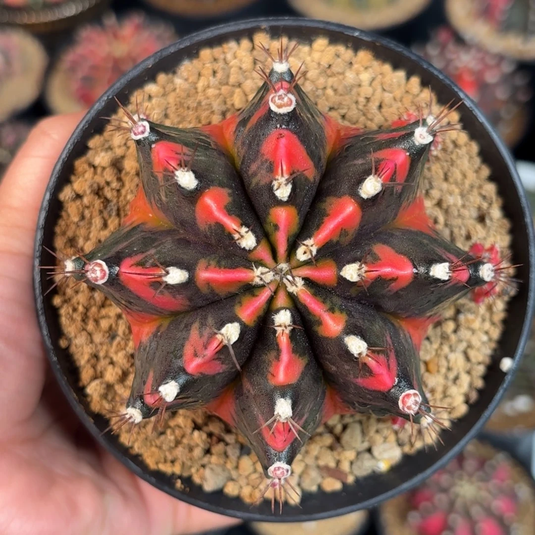 泰系米哈仙人球248