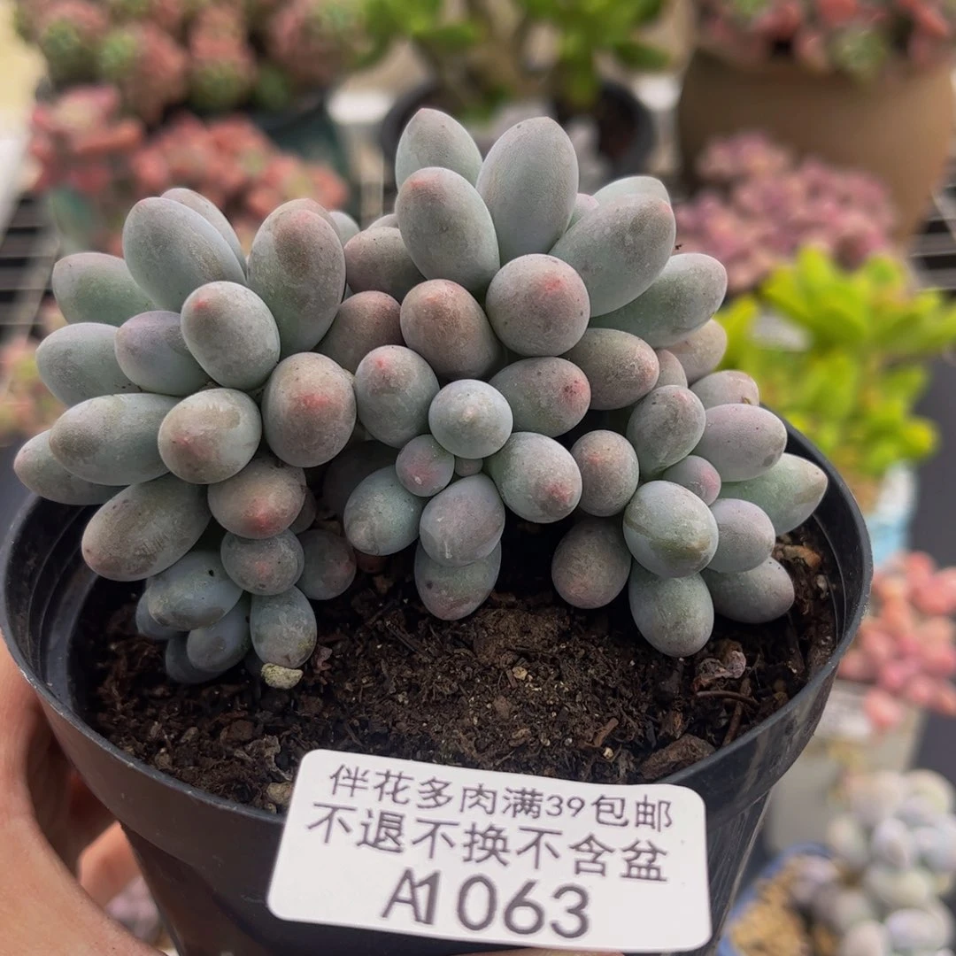 063-汤圆奶酪多肉6cm