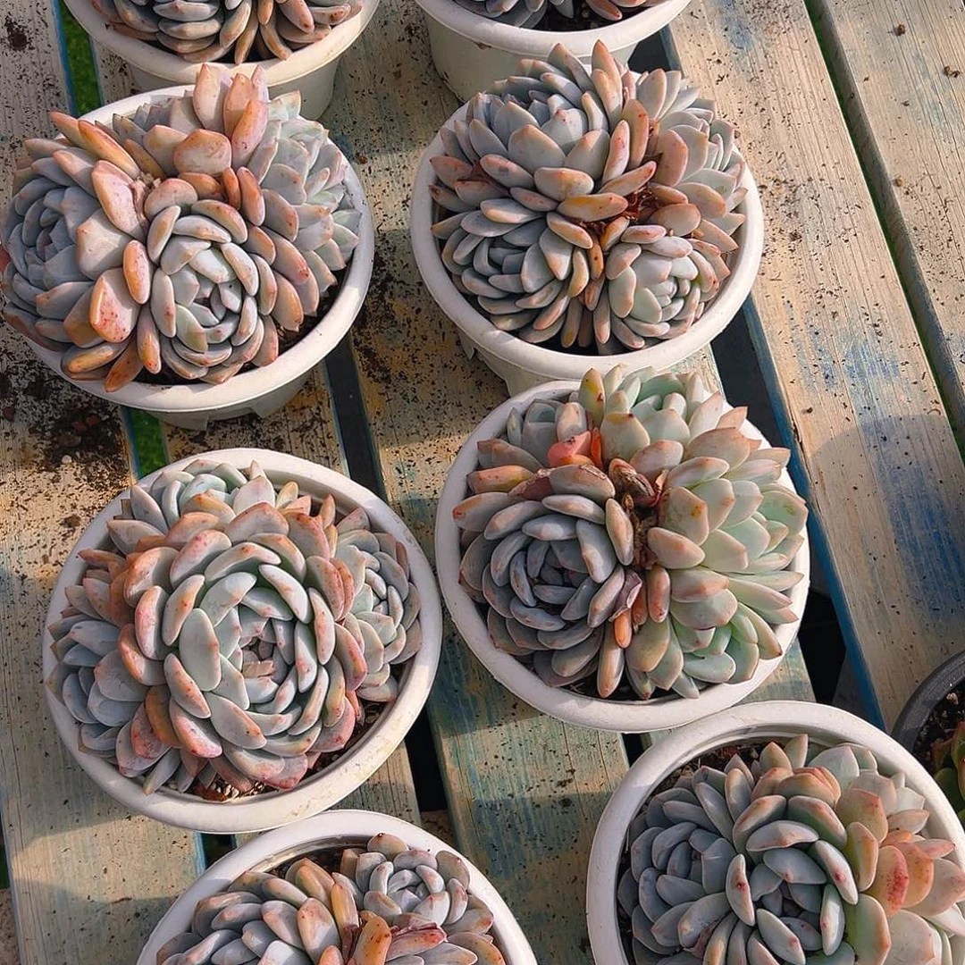 橙梦露4头起，满18包邮