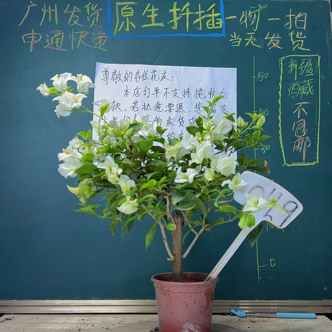 当前无花栽培后可以开花   白雪公主  049