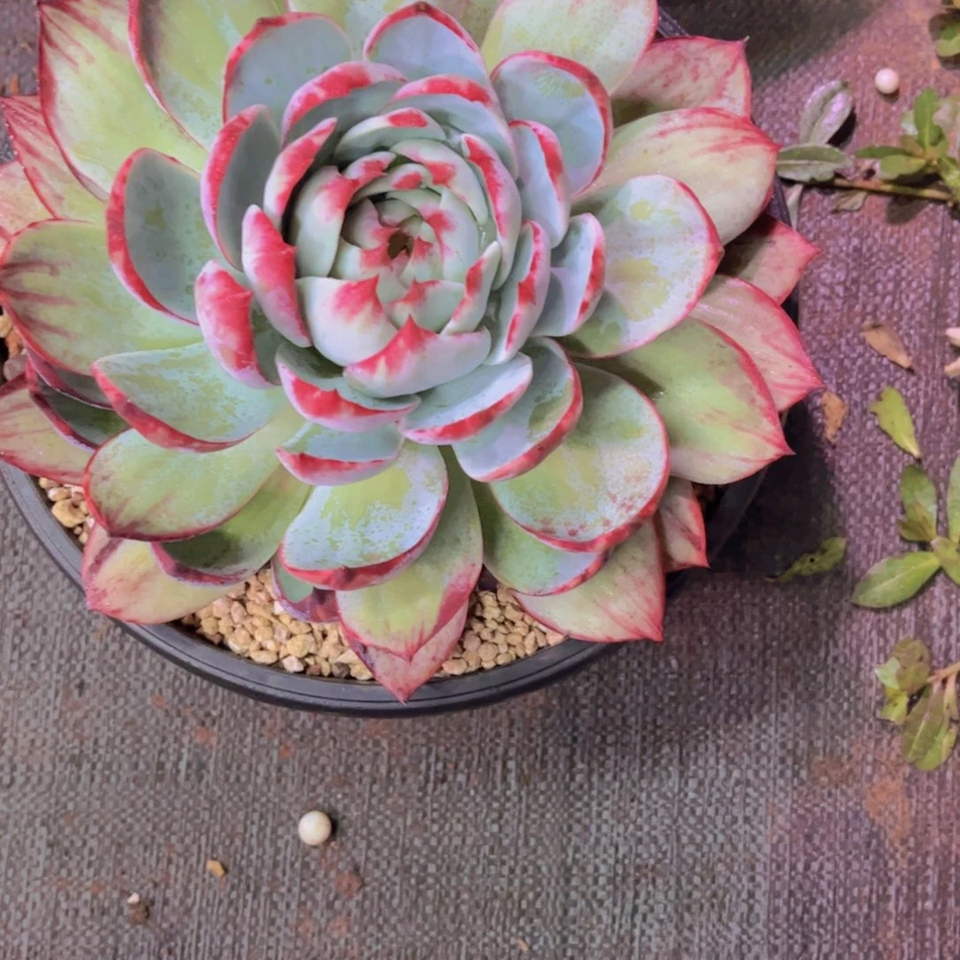 半***～大惊鸿Ａ８２０号一颗一物一拍