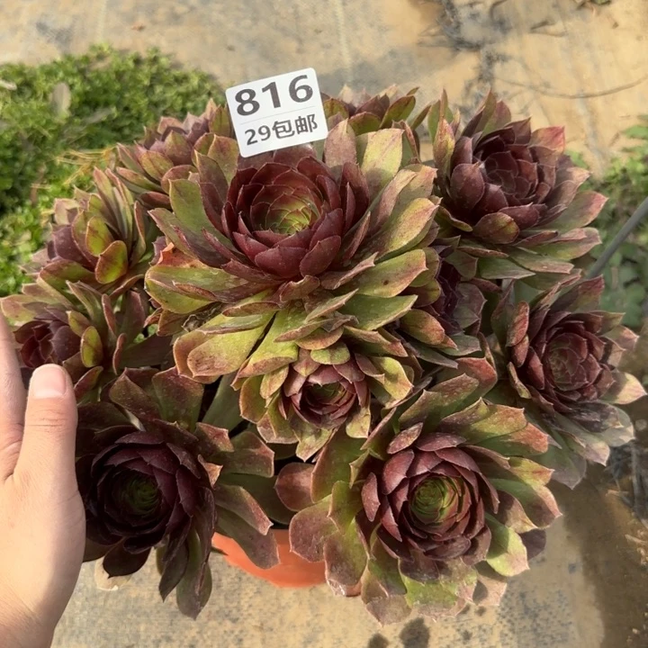 黑魔……多肉植物……