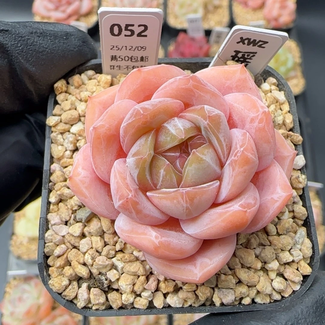 052  瑶光   5厘米盆