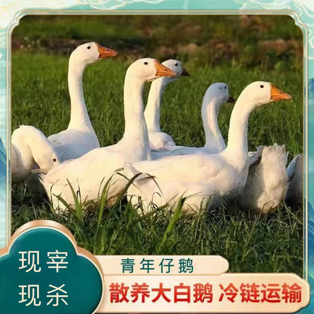 一只大白鹅
