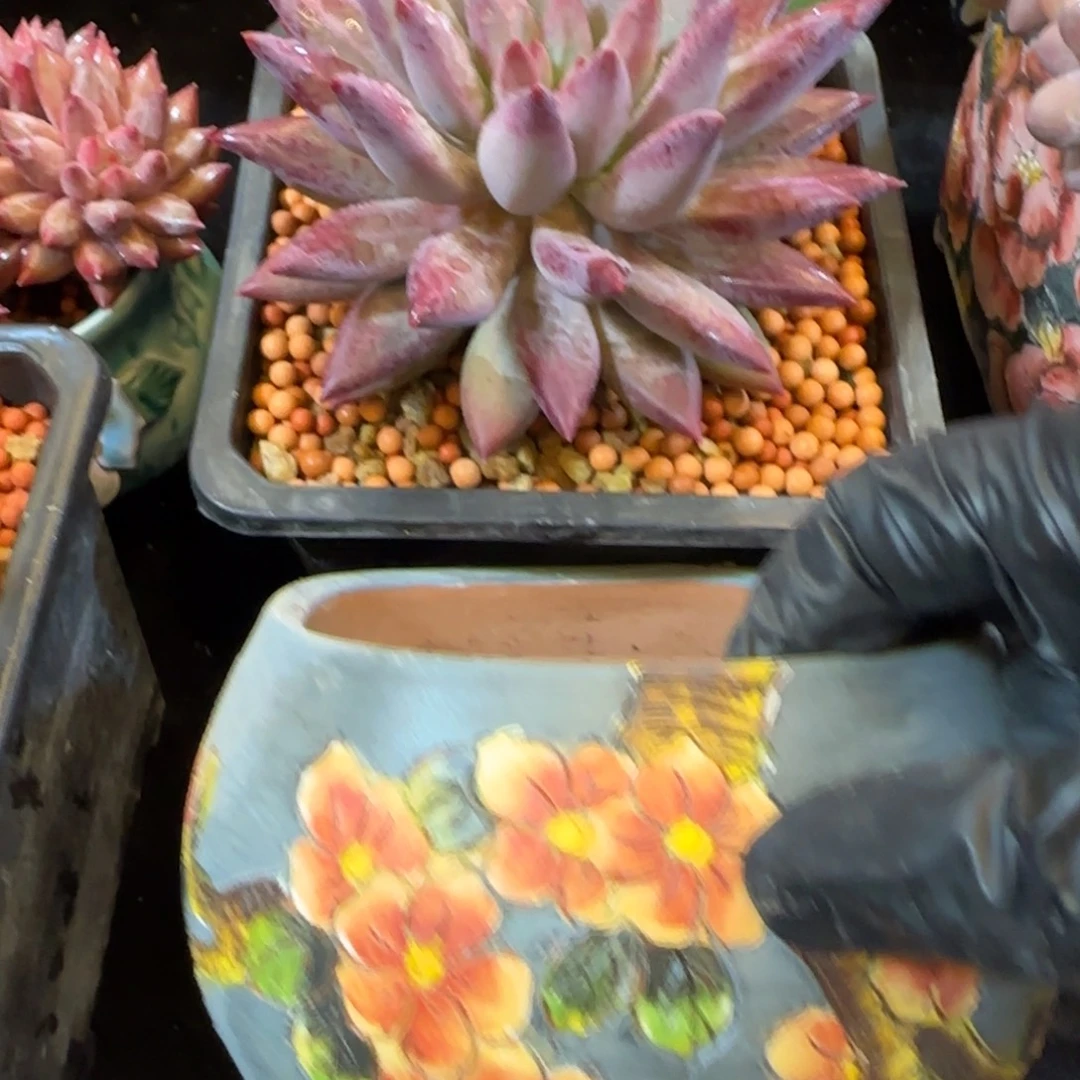 韩版虞美人一颗带盆土栽好