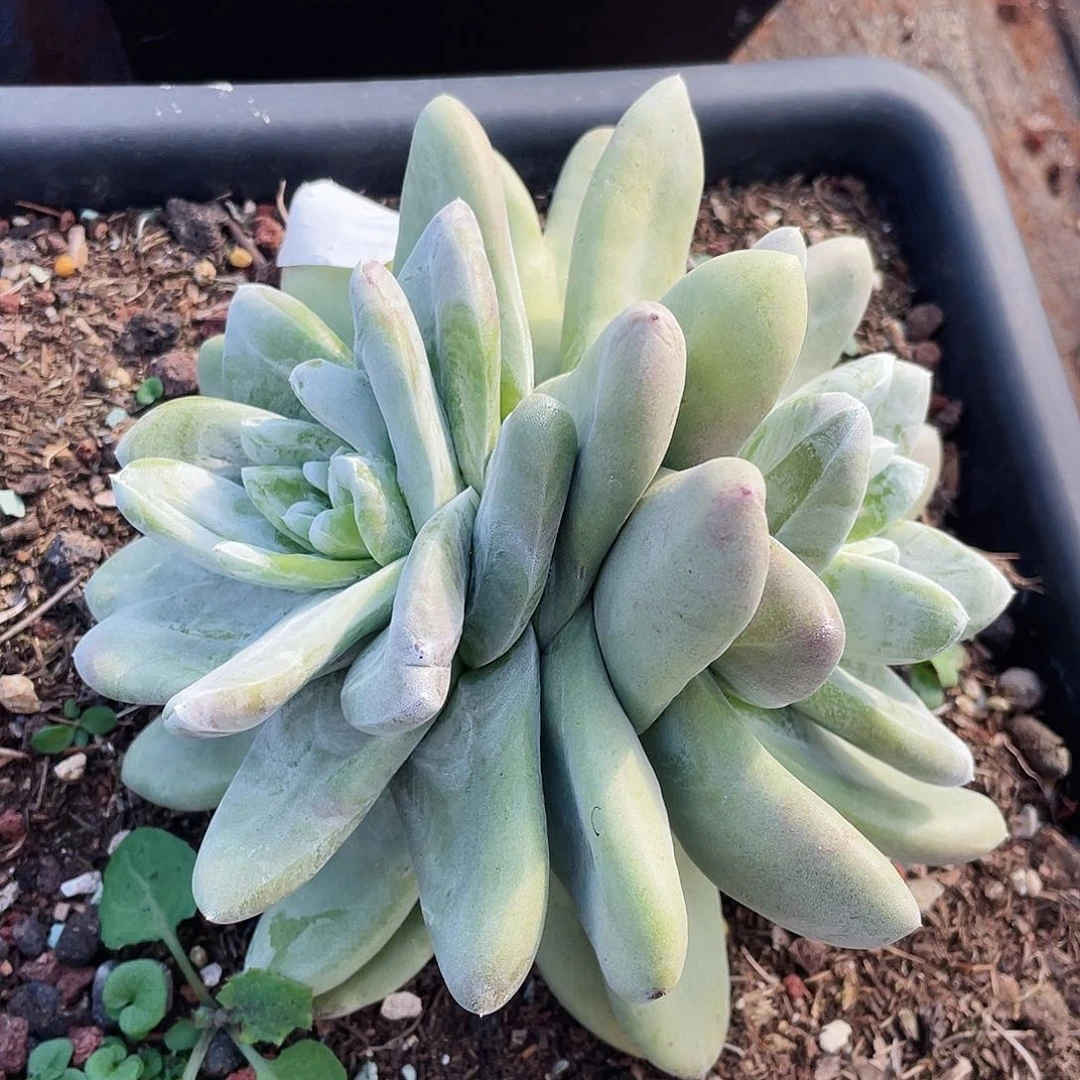 拇指老桩多了10155