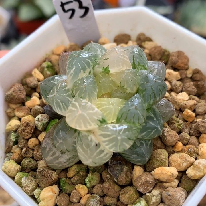 姬玉露锦，带盆发货