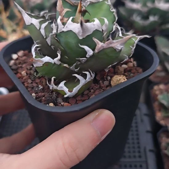 红猫仁王冠龙舌兰
