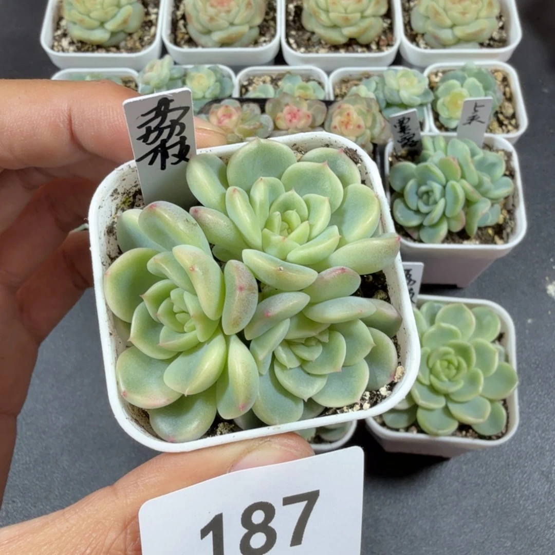 三头荔枝一物一拍187