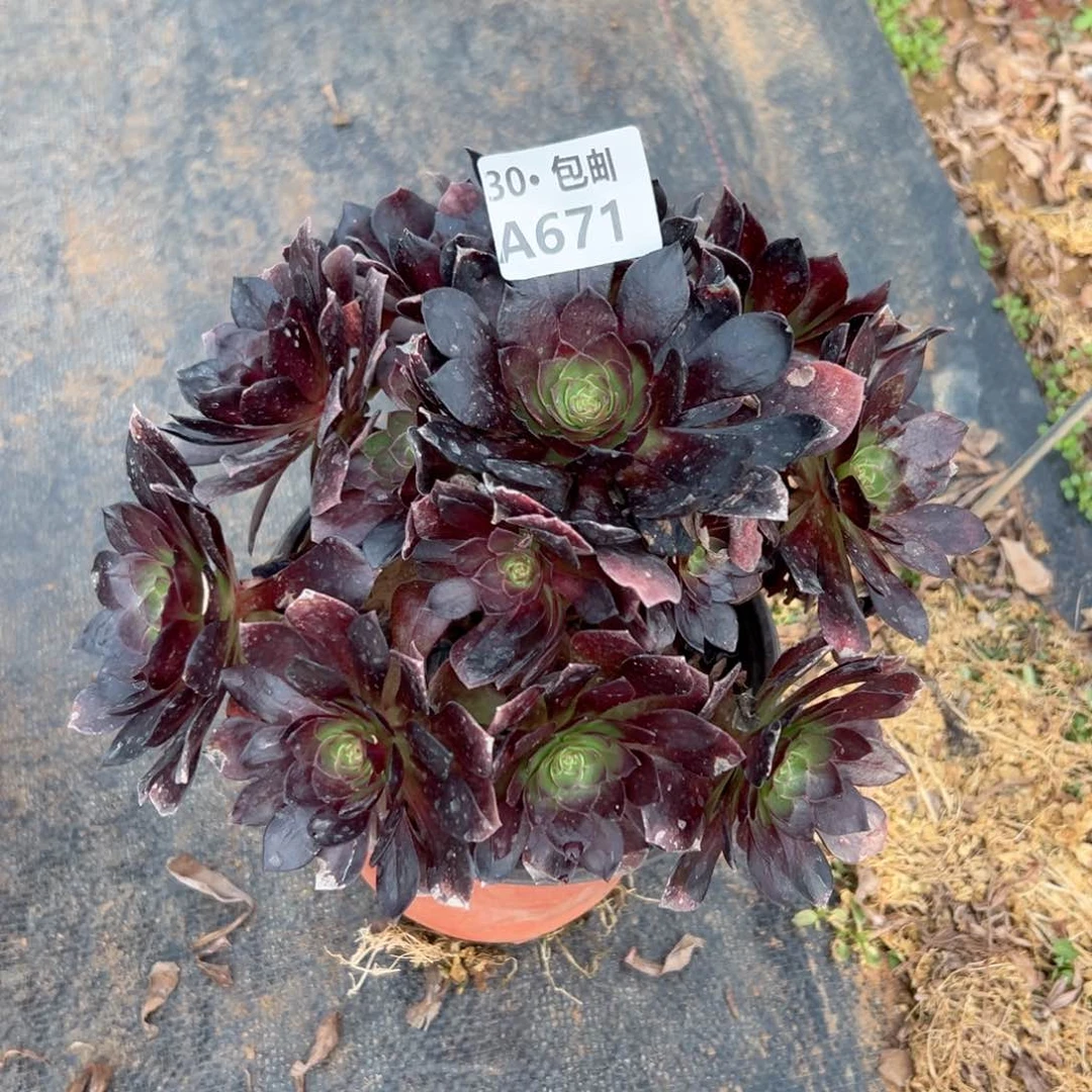 小*粒671 多肉法师不包侧枝