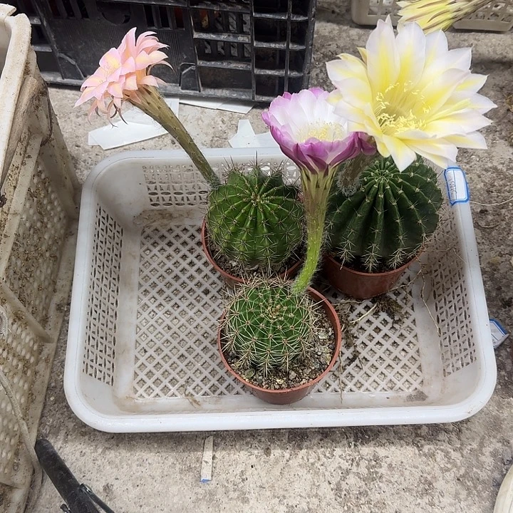 艾***n无花朵彩草哈哈哈哈哈哈哈
