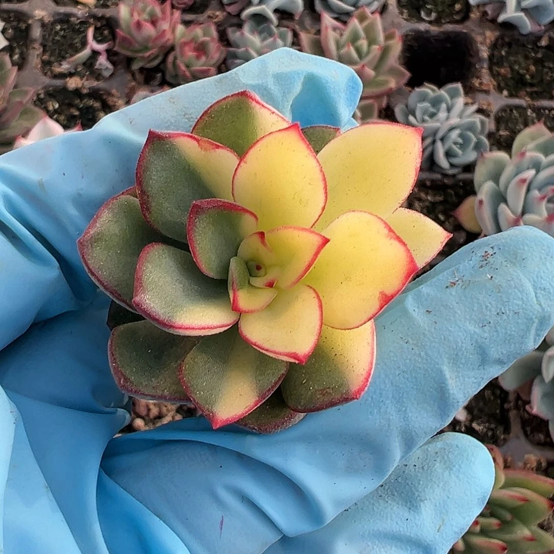 紫梦锦，多肉植物