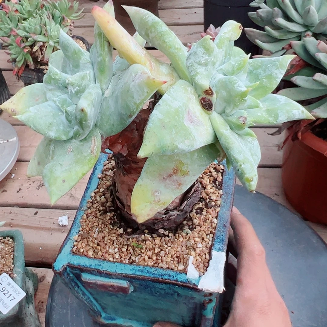 9258赛丽娜仙女杯多肉