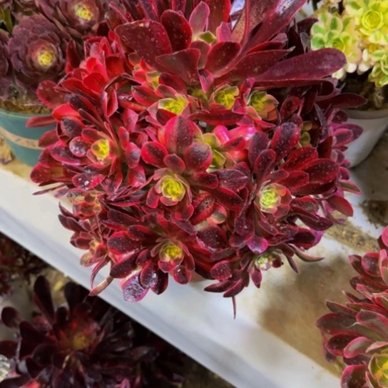 凤冠16.99加急发明天早上