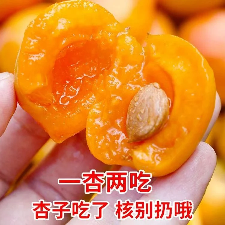 Y【次日达】头茬新疆吊干杏 一杏两吃原箱发货净重3斤新鲜应季水果新疆维吾尔自治区