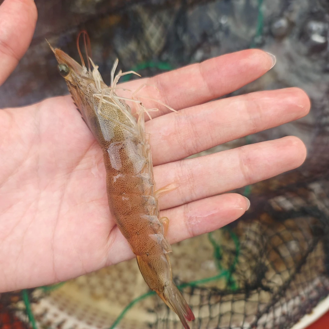 新鲜大明虾2500g/份