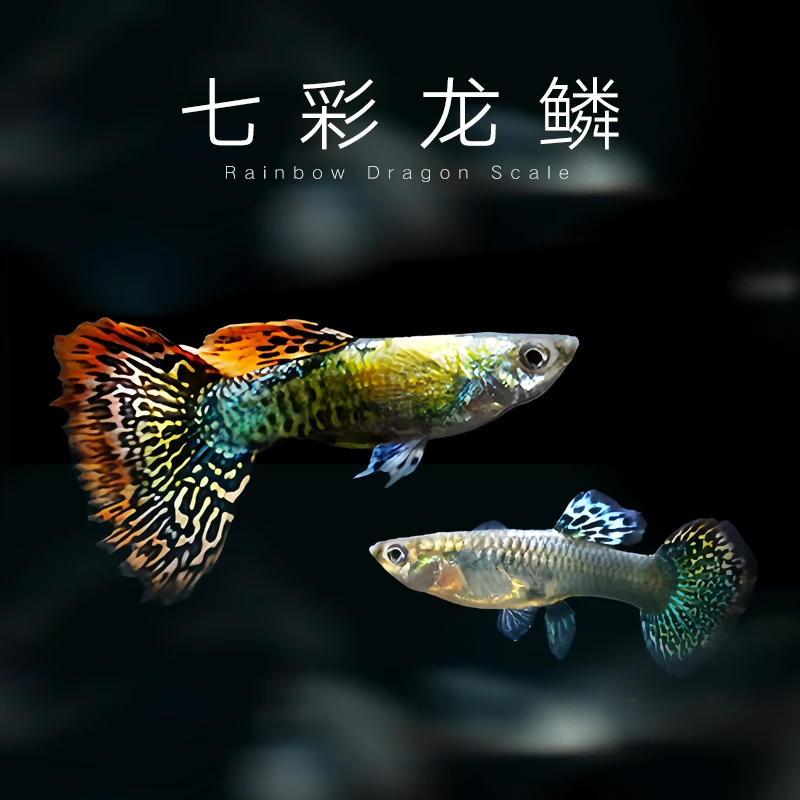 七彩龙鳞孔雀鱼热带小型淡水好养耐活观赏鱼孕母凤尾