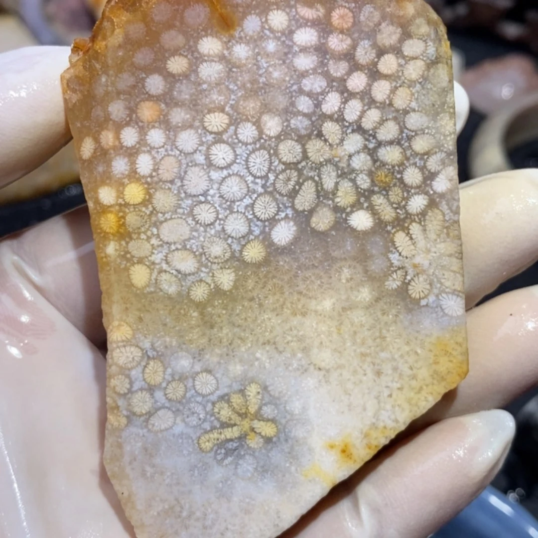 【闪购商品】硅化玉珊瑚玉未镶嵌