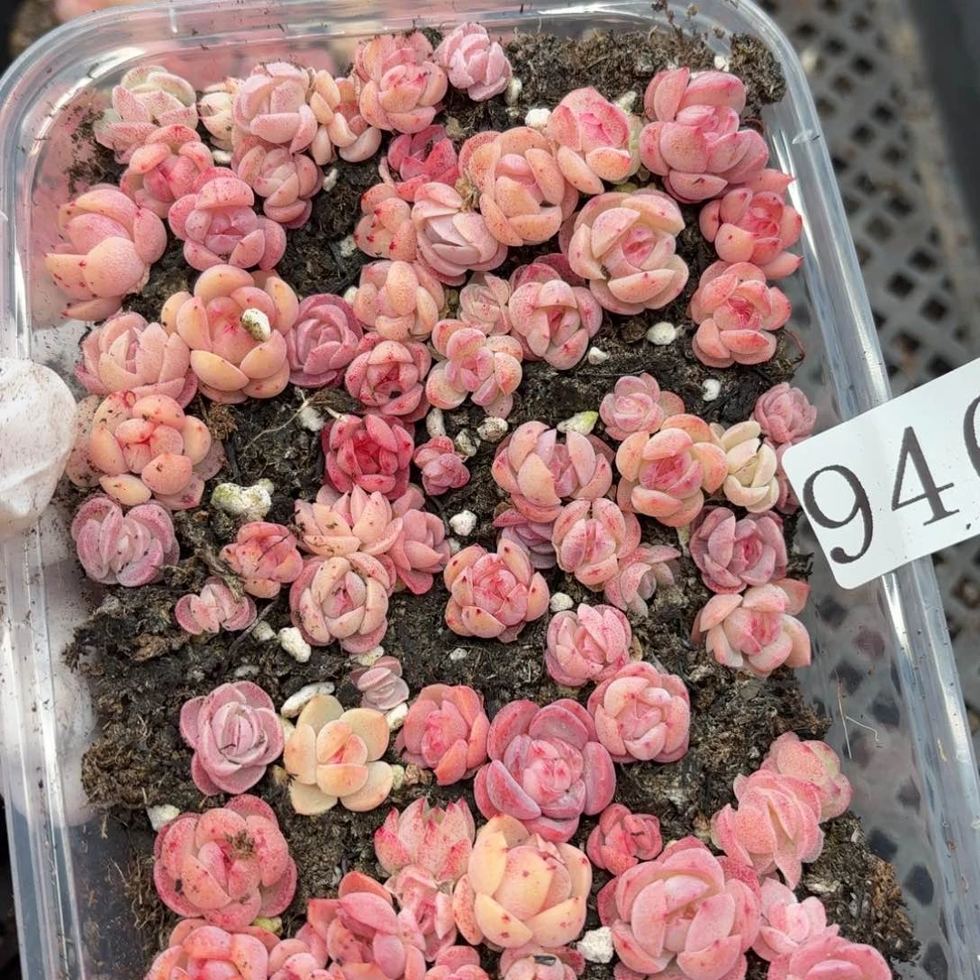 多肉植物多肉植物946